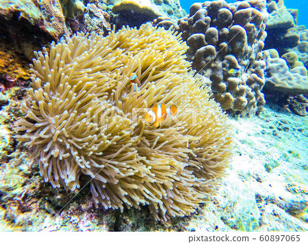 orange clownfish and anemone coral in the sea 60897065