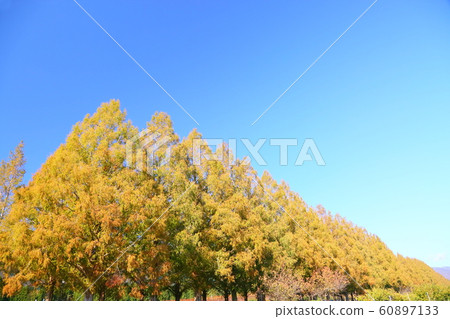 水杉樹行 水杉樹行 60897133