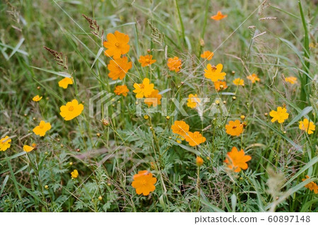 關渡花海 60897148