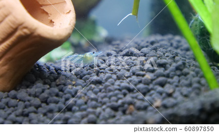 fishbowl fishbowl 60897850