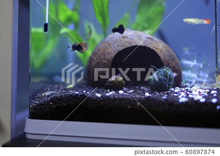 fishbowl fishbowl 60897874