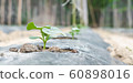 Row of baby tree on soil covered by plastic or mulching film in agriculture. 60898016