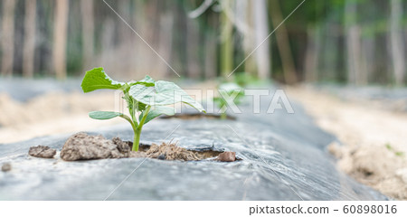 Row of baby tree on soil covered by plastic or mulching film in agriculture. 60898016