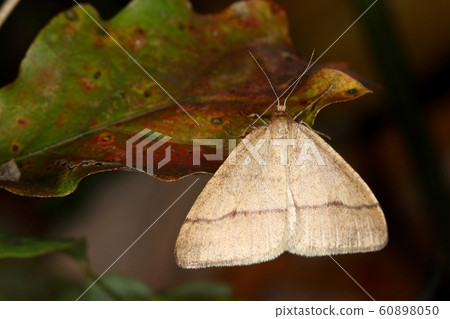 Creatures Insects Cross dihue Yueda shaku, moth seen in thickets in early winter. I fly around in the daytime Creatures Insects Cross dihue Yueda shaku, moth seen in thickets in early winter. I fly around in the daytime 60898050