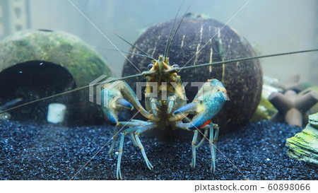 fishbowl fishbowl 60898066