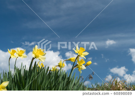 Narcissus blooming on the shore Narcissus blooming on the shore 60898089