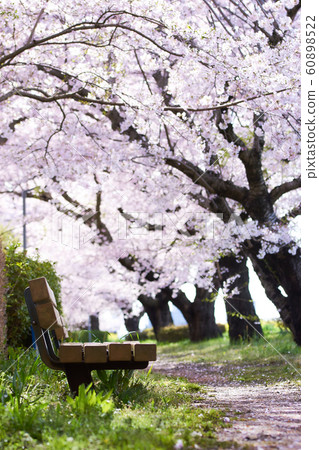 Row of cherry trees 60898522