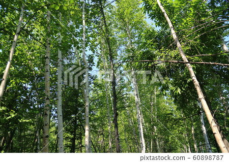 Blue pond (Biei) Blue pond (Biei) 60898787