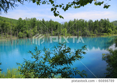 Blue pond (Biei) Blue pond (Biei) 60898789