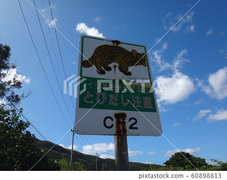 西表貓跳出注意力 西表貓跳出注意力 60898813