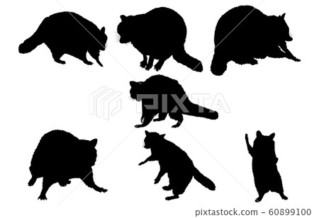 Animal silhouette zoo raccoon Animal silhouette zoo raccoon 60899100