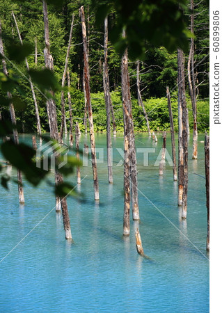 Blue pond (Biei) 60899806