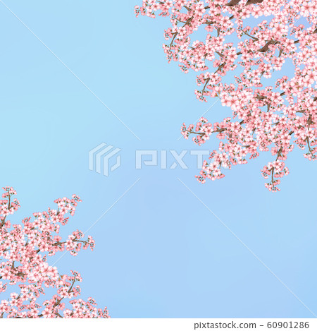 Cherry Tree Blue Sky Background Stock Illustration 60901286