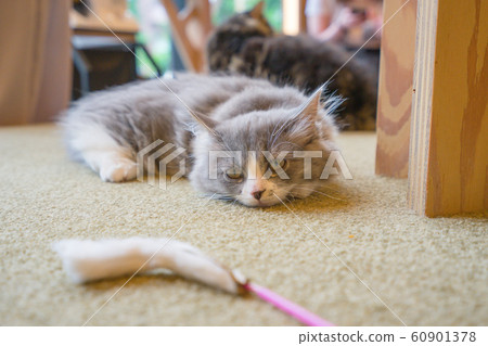 Cat cat jerashi summer play Cat cat jerashi summer play 60901378