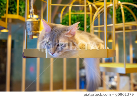 Cat Gude Cat Gude 60901379