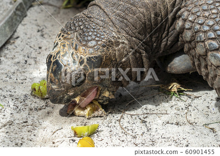 Seychelles giant terrestrial turtle close up 60901455
