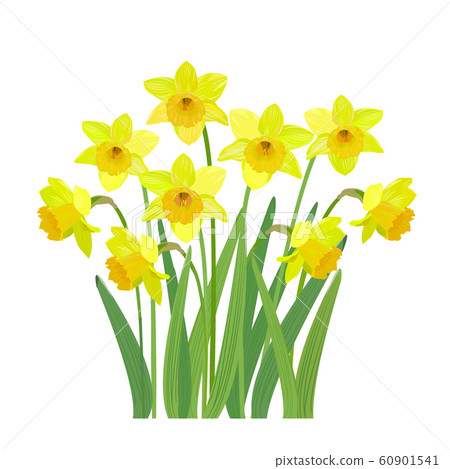 Narcissus winter flower - Stock Illustration [60901541] - PIXTA