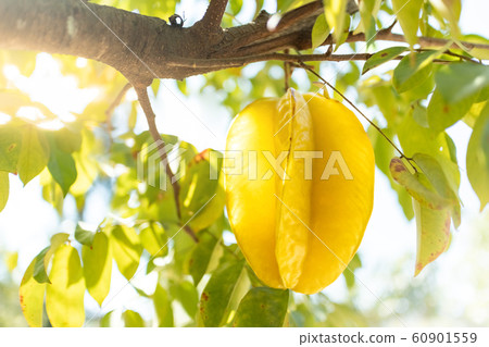Fresh starfruit or star apple hanging on a branch of tree with green left and natural sunlight 60901559
