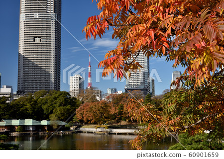 Autumn leaves of Hamarikyu Garden 60901659