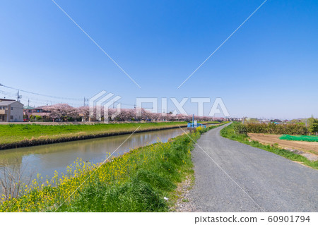 河床路強姦開花春天新生活 60901794