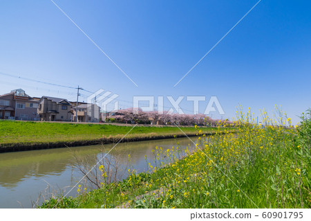 河床強姦開花春天新生活 60901795