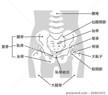骨盆 60901935