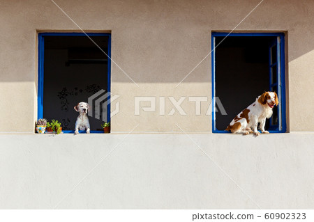 Dogs look through the windows Dogs look through the windows 60902323