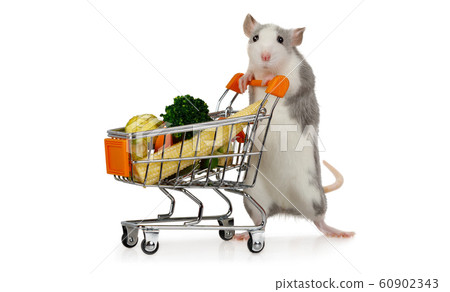 Little funny gray rat carries shopping cart full Little funny gray rat carries shopping cart full 60902343