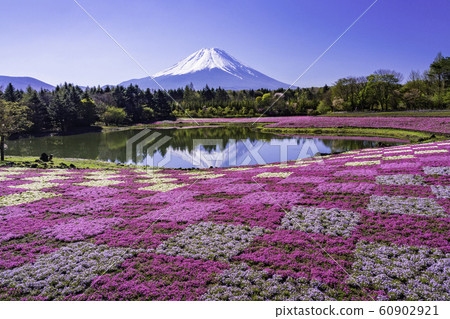 (Yamanashi Prefecture) Fuji Shiba Sakura Festival Mt. Fuji Upside down Fuji 60902921