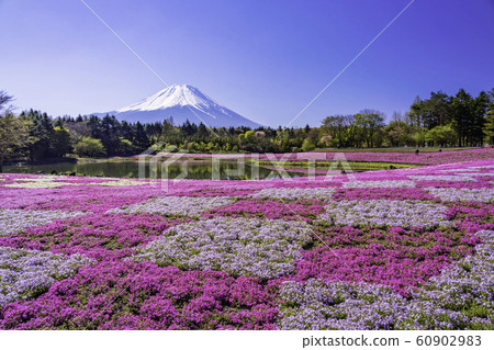 （山梨縣）Fuji Shiba Sakura Festival富士山 60902983