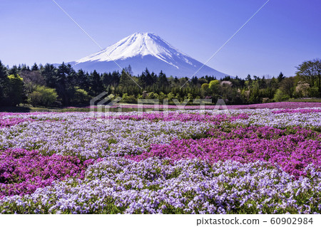 (Yamanashi Prefecture) Fuji Shiba Sakura Festival Mt. Fuji 60902984