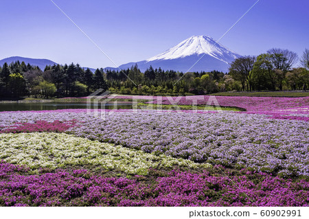 (Yamanashi Prefecture) Fuji Shiba Sakura Festival Mt. Fuji 60902991