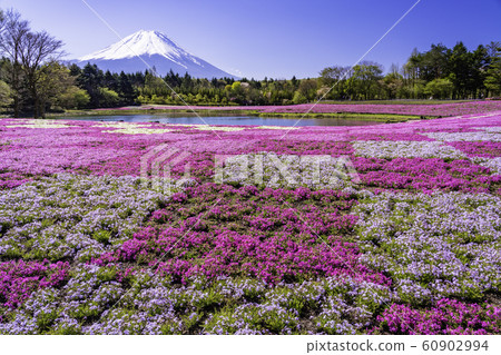 （山梨縣）Fuji Shiba Sakura Festival富士山 60902994