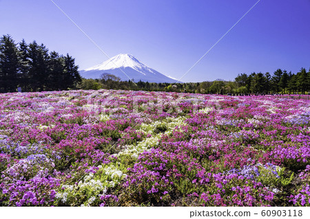 （山梨縣）Fuji Shiba Sakura Festival富士山 60903118
