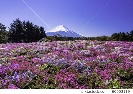 （山梨縣）Fuji Shiba Sakura Festival富士山 60903119