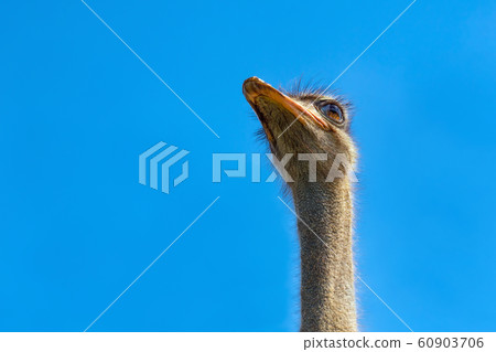 Head of ostrich on clear sky backdrop. Largest bird on blue backdrop. Flightless swift-running Head of ostrich on clear sky backdrop. Largest bird on blue backdrop. Flightless swift-running 60903706