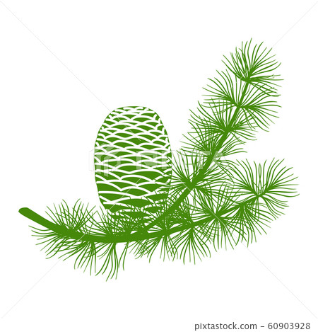 Green fluffy cedar branch and two cones. Isolated 60903928