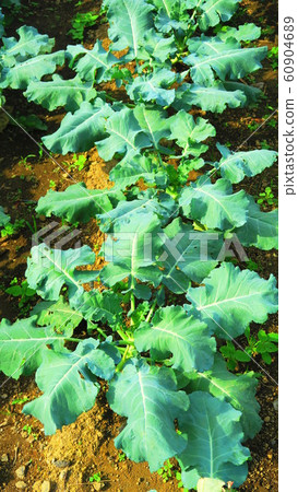 西蘭花幼苗 60904689