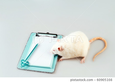 White rat sitting next to the clipboard for recording plans and goals White rat sitting next to the clipboard for recording plans and goals 60905108