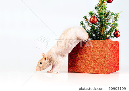 White thoroughbred rat jumping out of a box with christmas tree 60905109