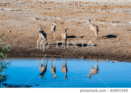 Kudu and Impalas near a waterhole in Etosha Kudu and Impalas near a waterhole in Etosha 60905360