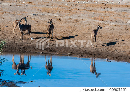 Kudu and Impalas near a waterhole in Etosha 60905361