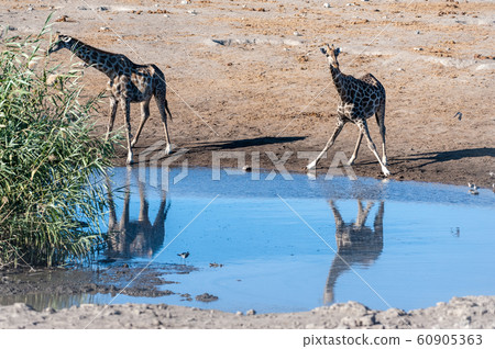 Giraffes in Etosha National Park 60905363