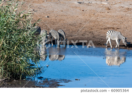 Zebras in Etosha National Park. 60905364
