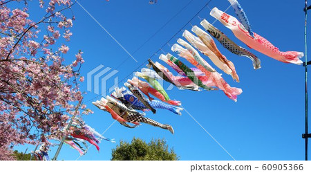 小ino櫻花風景樹 小ino櫻花風景樹 60905366