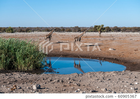 Giraffes in Etosha National Park Giraffes in Etosha National Park 60905367