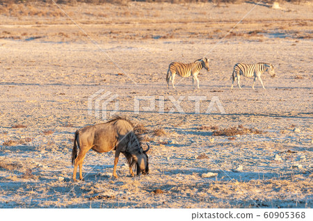 Blue Wildebeest at sunset 60905368