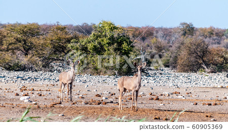 Kudus in Etosha National Park 60905369