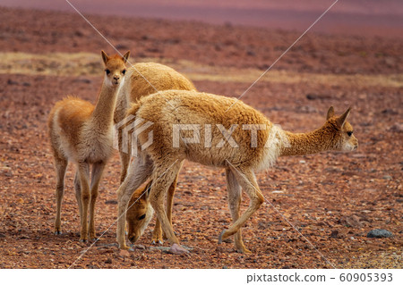 Three Vicugna vicugnas in Atacama high plateau 60905393