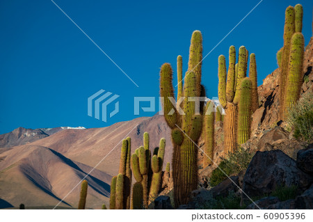 Guatin canyon with many huge cactus under clear blue sky 60905396